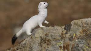 Hermelin im winter und hermelin im sommer. Mauswiesel Und Hermelin Kleine Tiere Grosse Jager