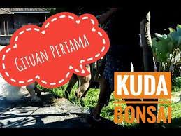 1280 x 720 · jpeg. Download Kuda Sumbawa Kawin 3gp Mp4 Codedfilm