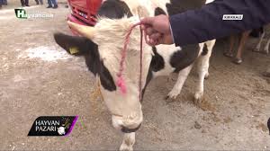 Hayvan Pazari Simental Melezi Besi Danasi Fiyati Kirikkale 2018 Youtube
