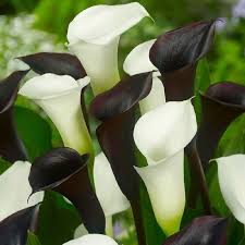 Ecco 5 idee da replicare nella vostra dimora. Fiori Calla Fiori Di Piante