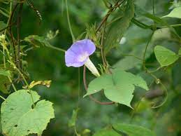 Morning Glory Flower Meaning In Marathi Best Flower Wallpaper