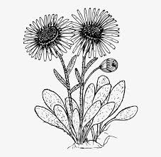 What do the petals of a daisy look like? Drawn Wildflower Daisy Flower Daisies Clipart Black And White Transparent Png 584x720 Free Download On Nicepng