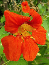 Nasturtium Flower Tropaeolum Majus Flowers Nasturtium Edible Flowers