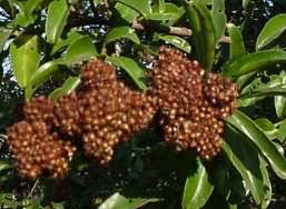 Image result for Galpinia transvaalica