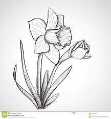 Image From Http Thumbs Dreamstime Com Z Sketch Daffodil Flower Hand Drawn Ink Style 40699925 Jpg How To Draw Hands Daffodils Daffodil Tattoo