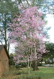 Image result for Prunus