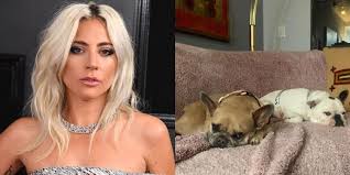 The singer had been in rome at the time filming a. Lady Gaga S Two Stolen Dogs Are Safe Returned By Mystery Woman