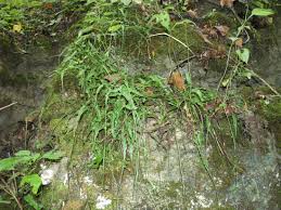 Image result for Asplenium goetzei