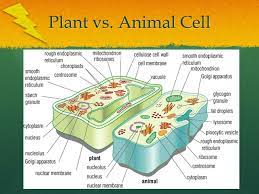 Partnerships for reform through investigative science and math. Bell Ringer How Are Plant And Animal Cells Different How Are They Alike Give At Least Three Examples Of Each Ppt Video Online Download