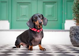 Maybe you would like to learn more about one of these? 10 Most Cat Friendly Dog Breeds