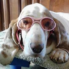 4,870 likes · 85 talking about this · 1,254 were here. Paradise Pet Resort Dog Boarding Springfield Oh