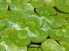 Image result for Marsilea nubica