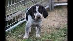 Bluetick Coonhounds for Sale | Dogs on Oodle Classifieds