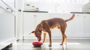 When you consider 1353 calories (or the number of calories your dog needs per day), you can check canned food and kibble to find out how much of the food. Feeding An Adult Dog Dogtime