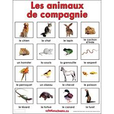 Les Animaux De Compagnie Animaux De Compagnie Animaux Domestiques Imagier Animaux