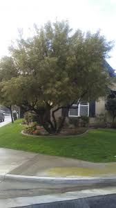 Check spelling or type a new query. African Sumac Before After Tree Service Bakersfield