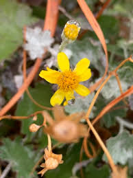 Image result for Cineraria mazoensis