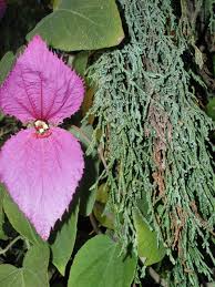 Image result for Dalechampia capensis