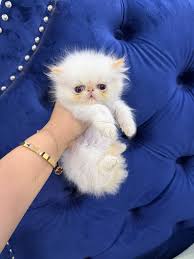 Persian//Himalayan Kittens San Antonio,TX.