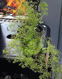 Image result for Adiantum