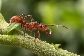 نتیجه جستجوی لغت [ants] در گوگل