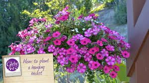 Hanging baskets are a great way to enjoy your favorite plants anywhere, anytime. How To Plant A Hanging Basket Youtube
