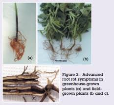Green peach, foxglove, bean and potato aphids transmit the virus Fusarium Root Rot Of Common Beans E2876 Msu Extension