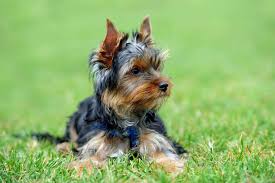 Apr 12, 2021 · the cost for a purebred yorkie with akc registration varies drastically based on the many factors below, but on average, an akc licensed breeder will charge around $1200 and $1500 and up per puppy. How Much Do Yorkie Puppies Cost Embora Pets