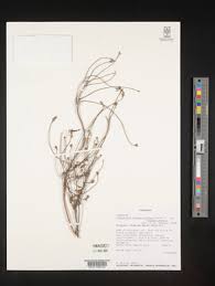 Image result for Indigofera tanganyikensis