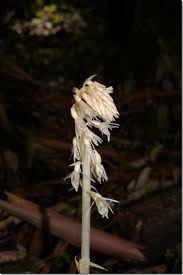 Image result for Epipogium roseum