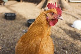 What are the best meat chickens to raise? Raising Chickens 101 A Beginner S Guide To Chickens The Old Farmer S Almanac