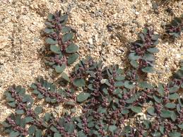 Image result for Euphorbia prostrata