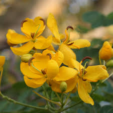 Image result for Senna bicapsularis