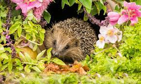 Wenn sie dafür sorgen, dass diese nützlichen insekten, milben und spinnen im sommer genügend nahrung und im winter einen unterschlupf fi nden, Nutzlinge Im Garten 10 Tierische Helfer Plantura