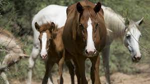 How Many Horses Are Too Many Along The Salt River