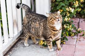 We recommend a high protein, low calorie diet cat food with proper portion size. Best Cat Food For Overweight Cats 2021