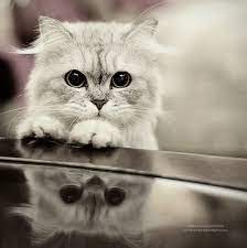 Download now lucu putih kucing hd wallpaper desktop lebar definisi. Kucing Comel Wallpaper Hd 81021 Nama Untuk Kucing Comel Lucu Dan Unik