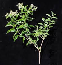 Image result for Hoslundia