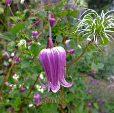 The usda hardiness scale assigns plants a number from 1 to 12 representing the minimum. Clematis Viorna Botanically Inclined Seed Adventures