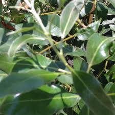 Image result for Euclea