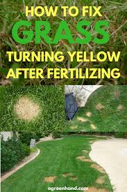 You can also check the individual blades of grass and find small yellow flecks. How To Fix Grass Turning Yellow After Fertilizing A Green Hand
