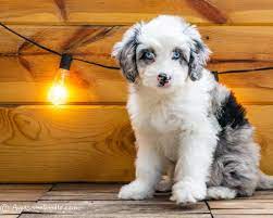 The Best Aussiedoodles By The Best Aussiedoodle Breeders Awesomedoodle Aussiedoodle Cute Dogs And Puppies Super Cute Puppies