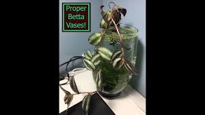 Betta fish can't ask for more room! How To Keep Bettas In Vases Youtube