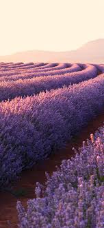 Flower Lavender Nature Landscape Sunrise Scenery 4k Wallpaper 164