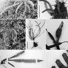 Image result for Zygophlebia villosissima