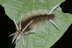 Black And Yellow Hairy Caterpillar Uk Schaus Tussock Moth Caterpillar Halysidota Schausi Moth Caterpillar Caterpillar Moth