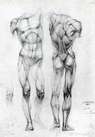 Korper Mannlich Bildung In 2020 Anatomy Sketches Human Anatomy Drawing Anatomy Drawing