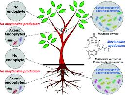 Image result for Putterlickia verrucosa