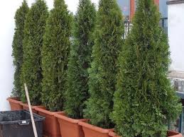 Tuje W Doniczce Na Balkonie Plants Herbs Friedberg