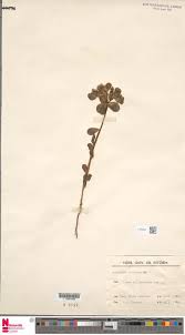 Image result for Stanfieldiella imperforata